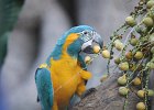 Loro Parque